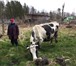Foto в Домашние животные Другие животные Продаю чистопородную корову. Порода черно-пестрая, в Москве 120 000