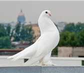 Foto в Домашние животные Птички Белые голуби для выпуска на свадьбы, дени в Москве 500