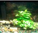 Foto в Домашние животные Разное Продам аквариум на 120 литров jebo с тумбой,рыбами в Новокузнецке 8 000