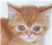 Шотландские вислоухие, британские, хайленд-фолд котята разного возраста и окраса,  Рыжие, красный 68869  фото в Москве