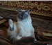Foto в Домашние животные Вязка Гранд-чемпион породы «Священная Бирма» окраса в Москве 8 000