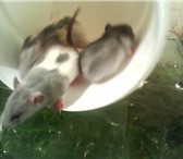 Изображение в Домашние животные Грызуны продам в усть илимске декоративных крысят в Усть-Илимск 100