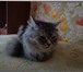 Фотография в  Отдам даром-приму в дар Чудесная добрая кошечка редкого серо-голубого в Томске 0
