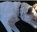 Foto в Домашние животные Вязка собак Сибирский хаски окрас белый не развязан возраст в Тольятти 0