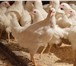 Фотография в Домашние животные Птички Несушки Хайсекс Уайт-110 дней. Очень продуктивные, в Москве 300