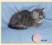 Продаю экзотических короткошерстных котят современного типа – котики, окрас голубой мрамор и голуб 69010  фото в Москве