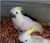 Фото в Домашние животные Птички В продаже птенцы выкормыши желтохохлого какаду в Москве 0