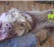 Фотография в Домашние животные Отдам даром Взрослая собака. Очень ласковая и доверчивая. в Тольятти 0
