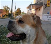 Фотография в Домашние животные Вязка собак Предлагается на вязку молодой кобель породы в Перми 30 000
