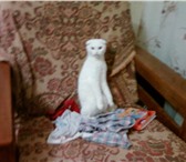 Изображение в Домашние животные Вязка Требуется кот на вязку для Шотландской кошки в Ярославле 0