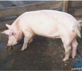 Изображение в Домашние животные Другие животные Продам откормленных свиней крупно-белой породы в Нижнекамске 115