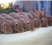 Фотография в Домашние животные Грызуны Продажа кроликов элитных пород в УрФО: Ризены, в Екатеринбурге 1 000