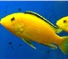 Фотография в Домашние животные Рыбки Продаю аквариум с большими рыбками, растениями, в Саранске 3 000