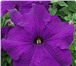Foto в Домашние животные Растения Продам семена петунии крупноцветковой (Petunia в Краснодаре 0