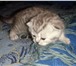 Продаю котенка породы экзот 223465  фото в Москве