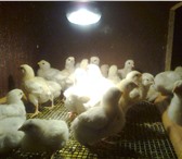Фотография в Домашние животные Птички Принимаем заявки круглый год на инкуб.яйцо в Сургуте 30