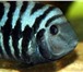 Foto в Домашние животные Рыбки Продам рыбок породы Цихлид, очень популярной в Нижнекамске 25