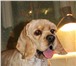 Фотография в Домашние животные Стрижка собак Предлагаю все виды стрижек собак и кошек в Благовещенске 500