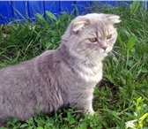 Изображение в Домашние животные Вязка Красивый котик ищет даму сердца для вязки. в Туле 2 000