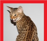 К продаже котята породы Серенгети 4809039 Ориентальная фото в Старом Осколе