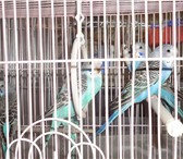 Изображение в Домашние животные Птички Попугаи волнистые  птенцы 50 дней   самец в Москве 0