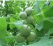 Фото в Домашние животные Растения продам районированный грецкий орех Идеал в Саратове 300