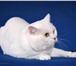 Фотография в Домашние животные Вязка Белоснежный, опытный кот породы скоттиш-страйт, в Нижнем Новгороде 1 500