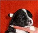Маленькие собачки для души! Предлагаю щенков китайской хохлатой собаки-для души!Мальчики и 68048  фото в Костроме