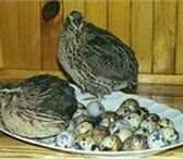 Изображение в Домашние животные Птички Полезные свойства перепелиных яиц стали известны в Нижнекамске 3