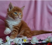 Котики мейн кун из питомника ANiTaCoon на продажу 156945  фото в Нижнем Тагиле