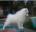 Продам белоснежного щенка малого немецкого шпица, мальчик, Папа Dorsdorf Elf White, его титулы: Чемп 67071  фото в Красноярске