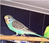 Foto в Домашние животные Птички Продаю волнистых попугаев домашнего разведения.Птенцы в Мытищах 2 500