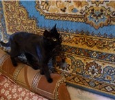 Foto в Домашние животные Отдам даром Отдам в добрые руки маленькую черную пантерку.Ласковая,игривая в Улан-Удэ 0