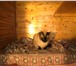 Фотография в Домашние животные Услуги для животных Передержка кошек на время Вашего отпуска, в Москве 500