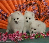 Шпиц, Белоснежные щенки японского шпица Щенки японского шпица в питомнике Юниверс Фантазм, 66182  фото в Самаре