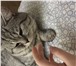 Фотография в Домашние животные Вязка Вязка, кот-британец — 2 года, ищет кошечку; в Москве 2 000