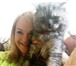 Изображение в Домашние животные Вязка Наш котик(скоттиш-хайленд страйт) познакомится в Москве 1 000