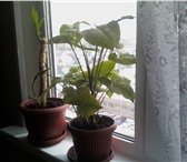 Фотография в Домашние животные Растения продам мраморный сингониум в большом горшке в Челябинске 200