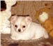 Чихуахуа - одна из самых модных карманных собачек современности, Мы предлагаем щенков чихуахуа на 65983  фото в Ростове-на-Дону