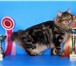 Foto в Домашние животные Вязка Роскошный молодой интеллигентный кот,  породы в Москве 6 000