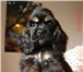 Питомник ЗАГРАЙ предлагает щенков американского кокер спаниеля черно-подпалого окрса, родословн 66344  фото в Таганроге