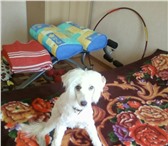 Изображение в Домашние животные Вязка собак предлагается кобель китайской хохлатой собаки, в Ярославле 0