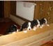 Изображение в Домашние животные Другие животные Продаются клубные щенки Бернского Зенненхунда в Москве 30 000