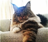 Изображение в Домашние животные Вязка Опытный кот мэйн-кун из известного питомника в Москве 8 000