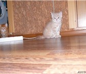 Продам недорого мальчика и девочку породы скоттиш-страйт добрым людям, Предлагаю купить у меня т 69121  фото в Иркутске