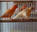 Фото в Домашние животные Птички Продаю канареек и кенаров  Молодые здоровые в Мытищах 0