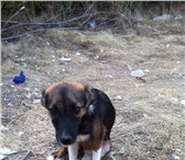 Спасите жизнь щенку 1416399 Австралийская пастушья собака фото в Ставрополе
