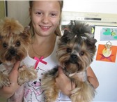 Изображение в Домашние животные Услуги для животных Если йорка вы подстригали не более полугода в Москве 1 100