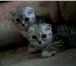 Продаются шотландские вислоухие котята девочка и мальчик, Возраст 1, 5 месяца, Очень игривые, лас 69119  фото в Челябинске