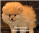 Шпиц Померанский очаровательные щенки купить,  продажа 151789  фото в Москве